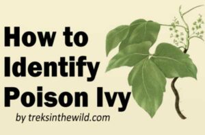 How to identify poison ivy